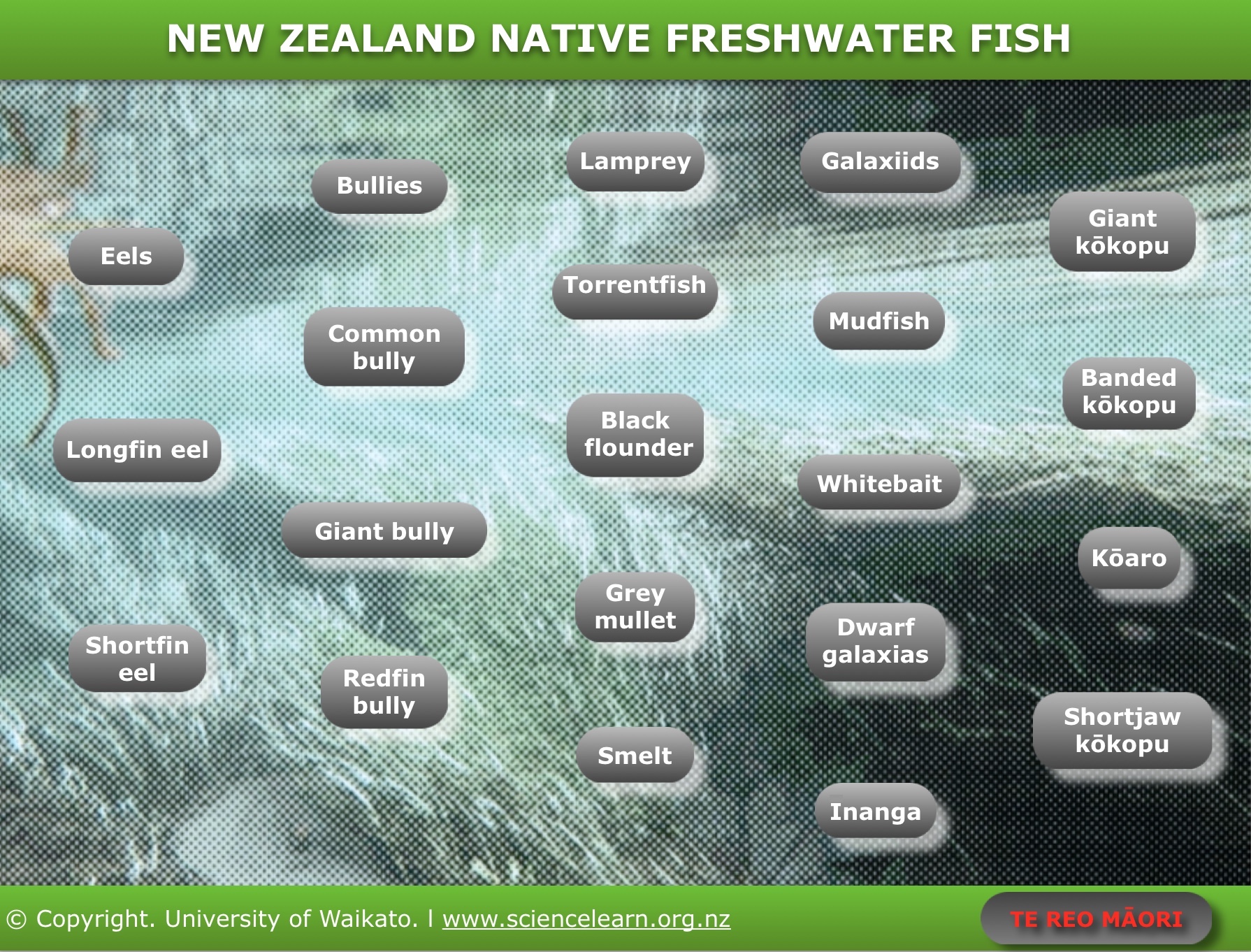NZ native fish identification