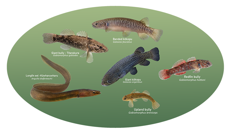 Fish species classification